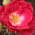 Ružičasta - Polianta ruže  - Dopey